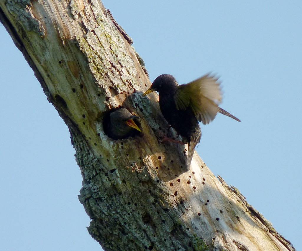 Care and feeding of a young starling by Dendroica cerulea is licensed under CC BY-NC-SA 2.0
